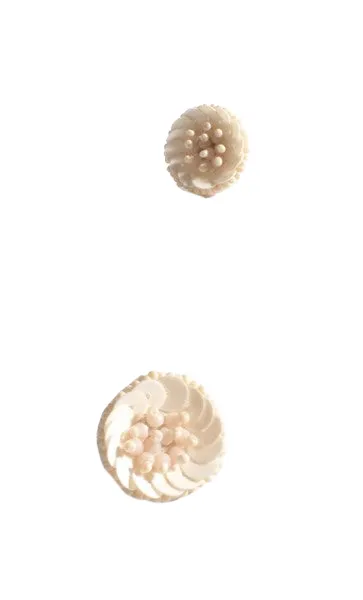 Sequin Flower Stud Earrings Cream